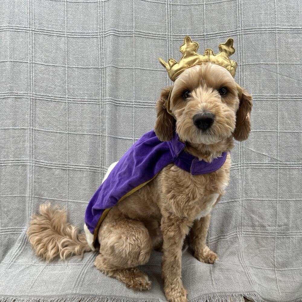 Old Navy Dog Supply Co King Prince Costume Size Medium Cape Crown Purple Gold
